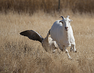goats_PH18_IMG_0897.jpg