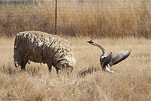 goats_PH18_IMG_0899.jpg