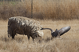 goats_PH18_IMG_0901.jpg