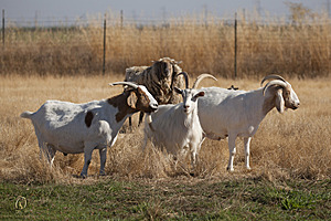 goats_PH18_IMG_0904.jpg