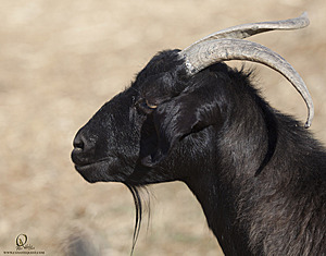 goats_PH18_IMG_0914.jpg