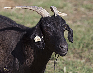goats_PH18_IMG_0915.jpg