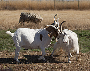 goats_PH18_IMG_0918.jpg
