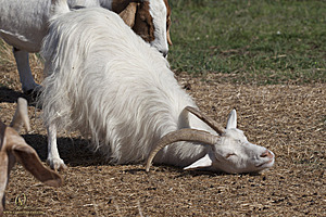 goats_PH18_IMG_0932.jpg
