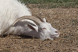goats_PH18_IMG_0933.jpg