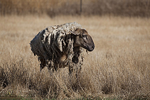 goats_PH18_IMG_0935.jpg
