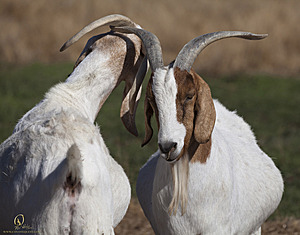 goats_PH18_IMG_0937.jpg