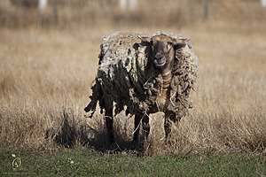 goats_PH18_IMG_0957.jpg