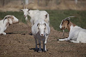 goats_PH18_IMG_0958.jpg