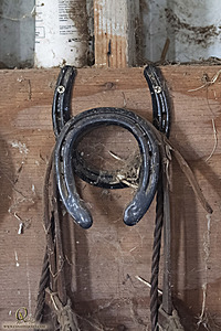 goats_PH18_IMG_0974.jpg