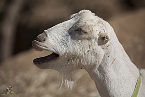 goats_PH18_IMG_0986.jpg