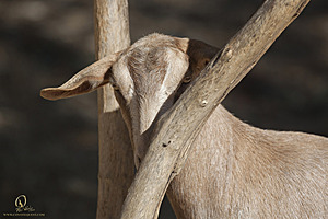goats_PH18_IMG_0990.jpg