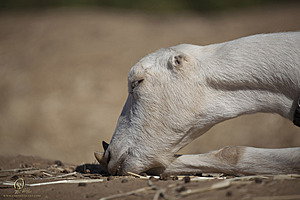 goats_PH18_IMG_0996.jpg