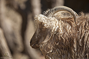 goats_PH18_IMG_1001.jpg