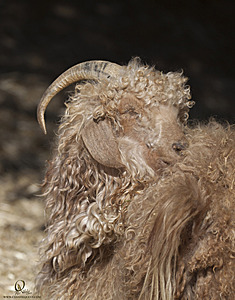 goats_PH18_IMG_1004.jpg