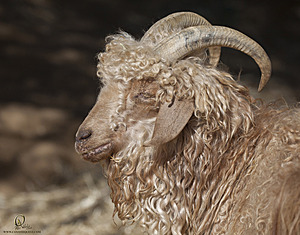 goats_PH18_IMG_1006.jpg