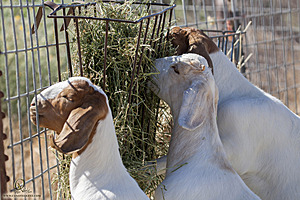 goats_PH18_IMG_1032.jpg