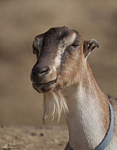 goats_PH18_IMG_1037.jpg