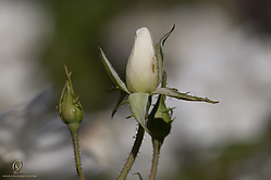 Seka_PH18_IMG_6038.jpg