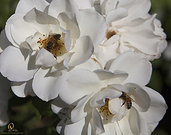 Seka_PH18_IMG_6056.jpg