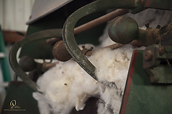 Wool_PH19_IMG_3631.jpg