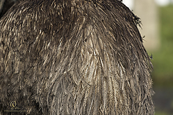 Wool_PH19_IMG_3635_2.jpg