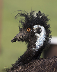 Wool_PH19_IMG_3639_2.jpg