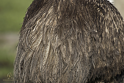 Wool_PH19_IMG_3644_2.jpg