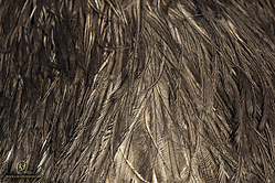 Wool_PH19_IMG_3648_2.jpg