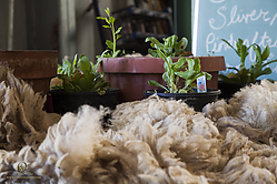 Wool_PH19_IMG_3661.jpg