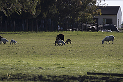 Wool_PH19_IMG_3697_2.jpg