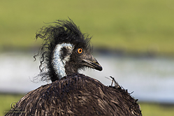 Wool_PH19_IMG_3711.jpg
