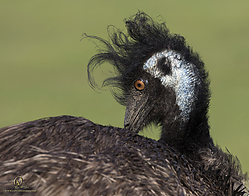 Wool_PH19_IMG_3735.jpg