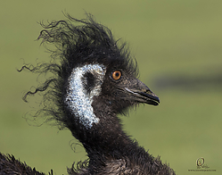 Wool_PH19_IMG_3738.jpg