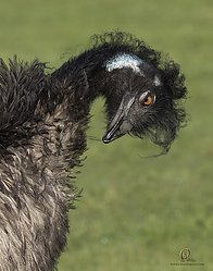 Wool_PH19_IMG_3739.jpg