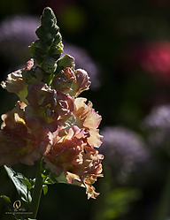 GH_PH19_IMG_4728-9.jpg