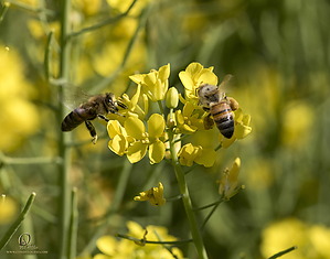 089_CO2_PH20_IMG_4490.jpg
