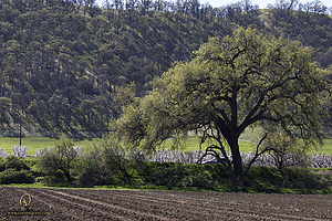 096_CO2_PH20_IMG_4554.jpg