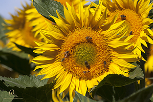 HF_PH20_IMG_8535.jpg