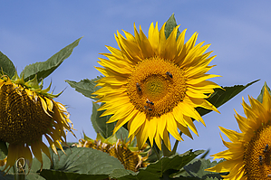 HF_PH20_IMG_8574.jpg