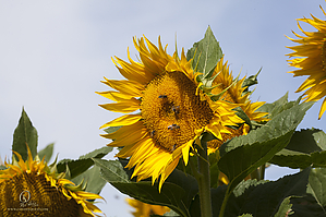 HF_PH20_IMG_8576.jpg