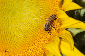 HF_PH20_IMG_8625.jpg
