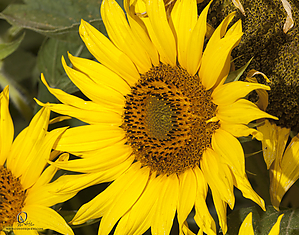 HF_PH20_IMG_8642.jpg