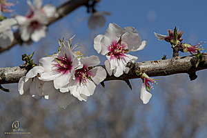 RomFPH21_IMG_5791.jpg