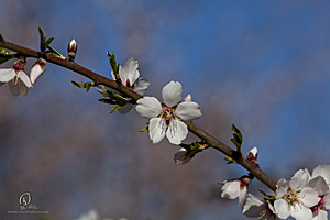 RomFPH21_IMG_8230.jpg