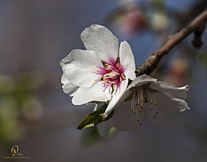 RomFPH21_IMG_8251.jpg