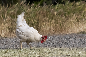 096_HHR_PH21_IMG_8055.jpg