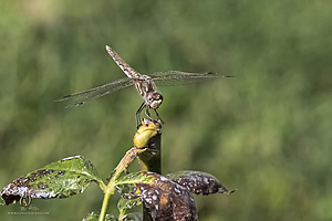 CCF_PH21_IMG_7934.jpg
