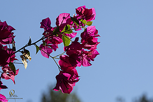 CCR_PH21_IMG_4031.jpg