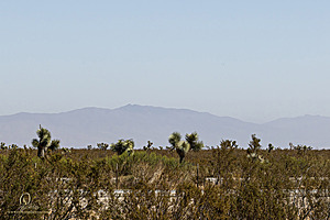 Mojave_PH24_IMG_6717-Enhanced-NR.jpg